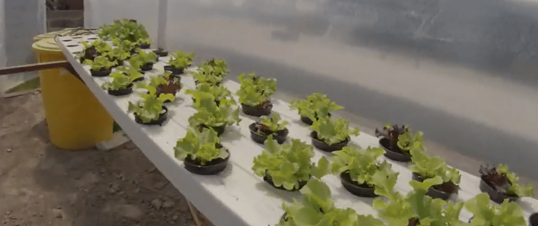 salade en hydroponie